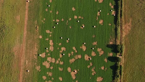 aerial view of hay bales in patchy green field