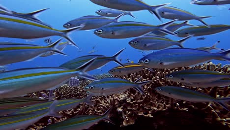 incredible lively coral reef garden with a huge school fish swimming in front