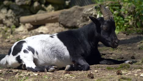 cabra de cuello negro de valais tumbada en el suelo en la naturaleza y descansando a la luz del sol, de cerca