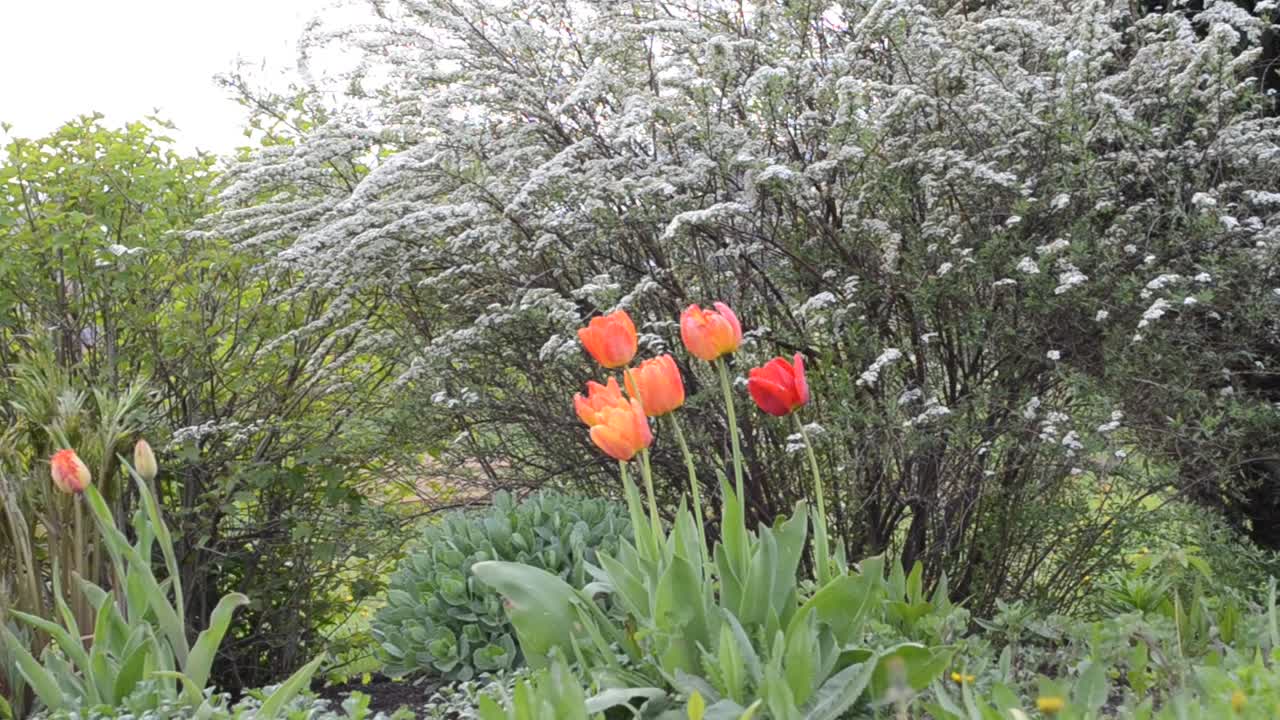 Bellissimi fiori primaverili