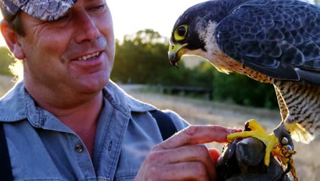 hombre alimentando águila halcón en su mano