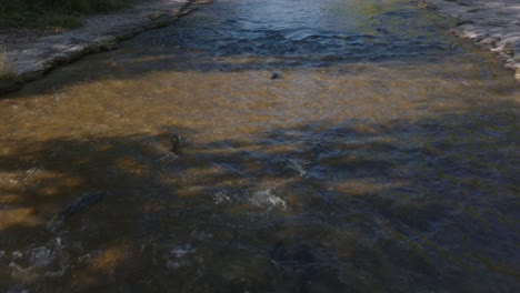 clear river with gentle water flow under daylight as salmon swim upstream