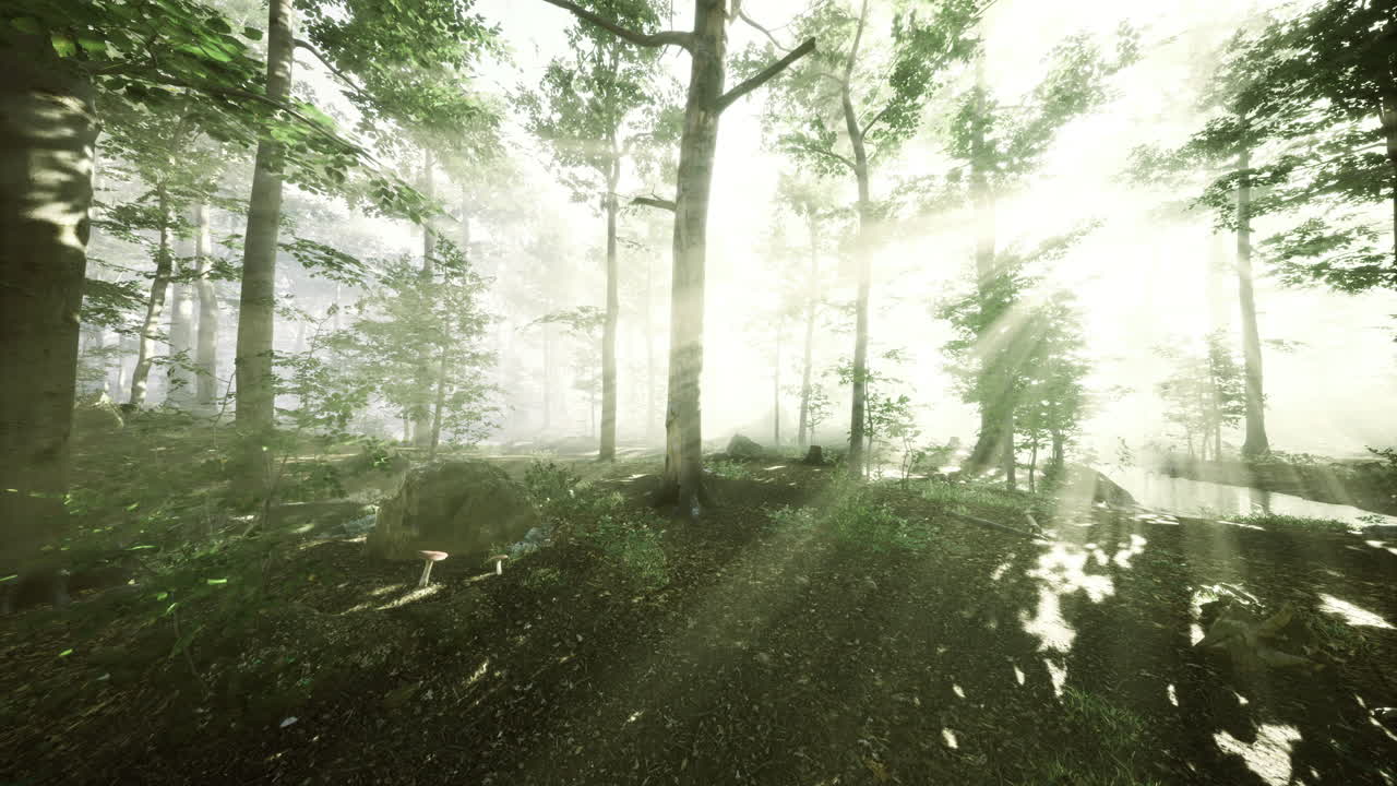 Sunlight streaming through misty forest creates enchanting atmosphere