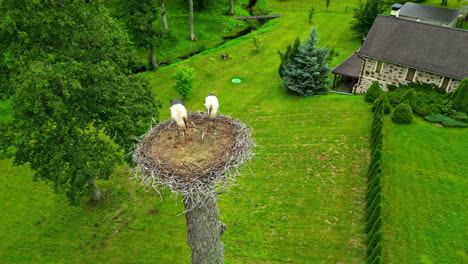 Dos-Cigüeñas-Paradas-En-Un-Nido-Grande-En-Lo-Alto-De-Un-árbol-Alto-En-Un-Exuberante-Patio-Verde.