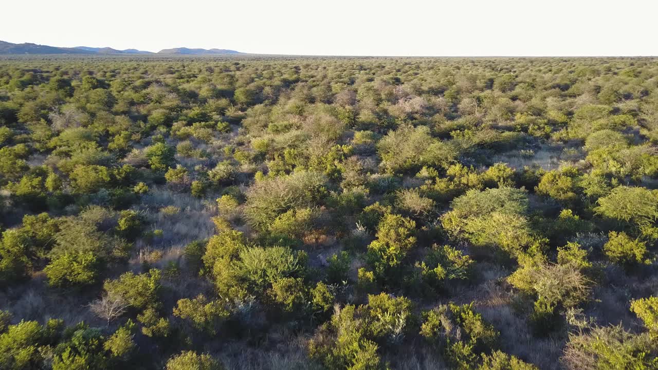 Zebras running between trees in Botswana wilderness at golden hour