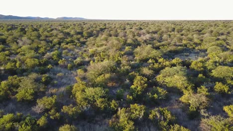 Cebras-Corriendo-Entre-árboles-En-El-Desierto-De-Botswana-A-La-Hora-Dorada