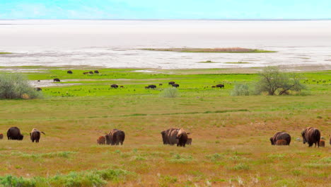 una manada de búfalos o bisontes corre por un prado con sus hijos en primavera