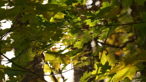 Primer-Plano-Del-Follaje-De-Roble-Dorado-A-La-Luz-Del-Otoño