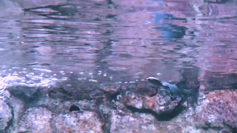 A-School-Of-Paddlefish-Is-Seen-Swimming-In-Shallow-Waters