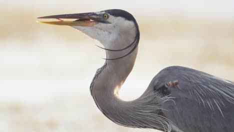 great blue heron eating fish it caught at beach among ocean seaweed in slow motion