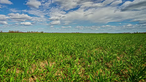 Zeitraffer-Eines-Landwirtschaftlichen-Feldes-An-Einem-Sonnigen-Tag