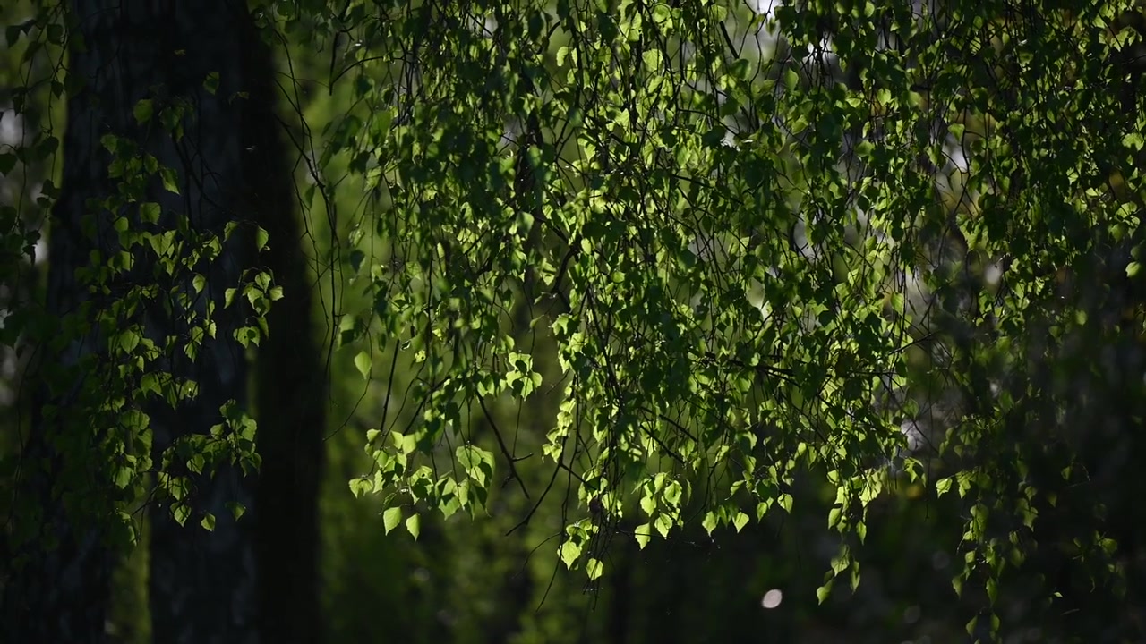 Foglie verdi di albero e sfondo ventoso in Europa
