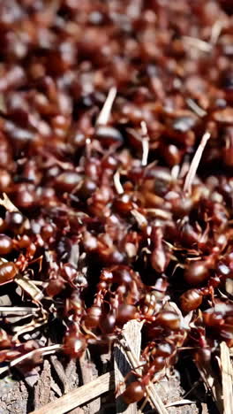 red ants on the ground