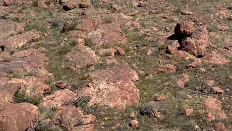 Grass-grows-on-red-rock,-sparse-vegetation-of-dry-climate-barren-land