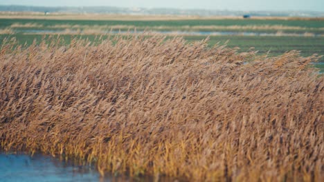 cañas secas se balancean con el viento en la orilla del río-1