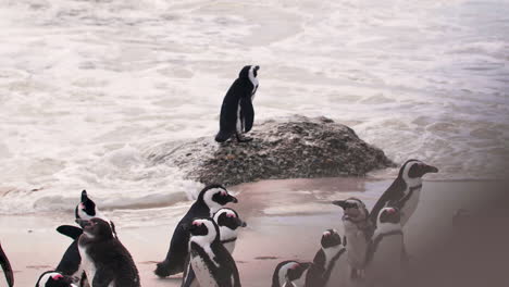 Penguin-standing-on-a-rock-in-the-water-African-Penguin-Colony-at-the-Beach-in-Cape-Town,-South-Africa,-Boulders-Beach