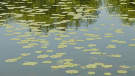 water lilys in a still lake in the summer in denmark