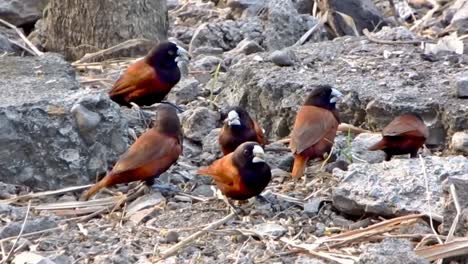 a gang of black-headed munia or chestnut munia forage for seeds and other bird food