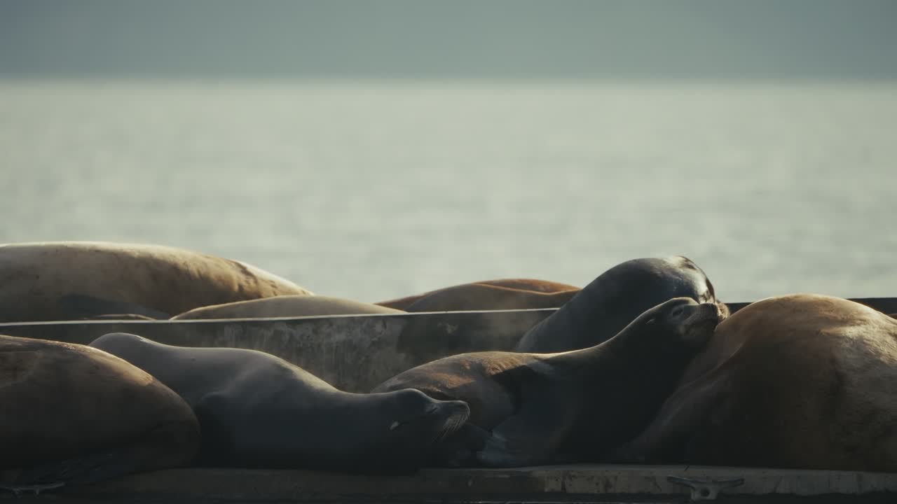 Sea lions basking in golden light by the peaceful ocean in Cowichan Bay