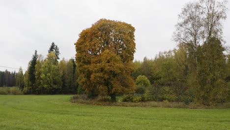 large tree with golden leaves in a grove