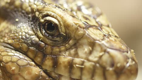 close-up view of collared lizard