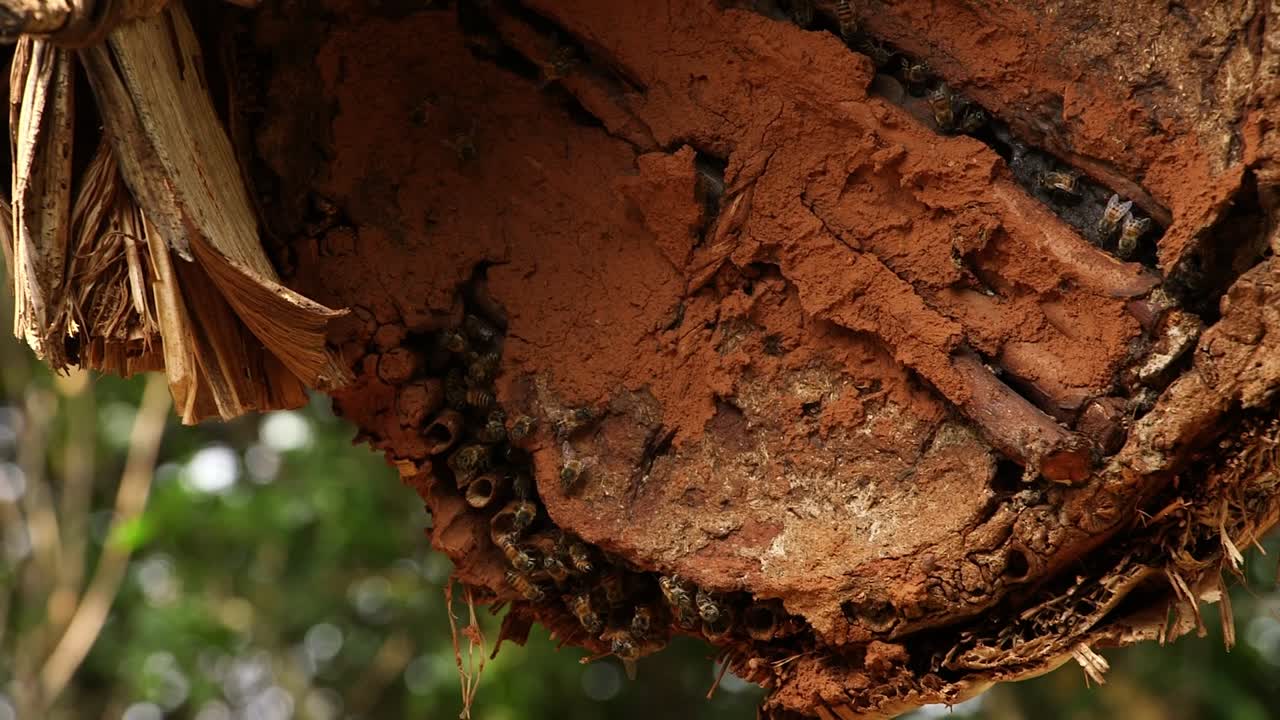 Close-up sarang lebah tradisional dari gelondongan kayu berkulit yang tergantung di pohon di Rwanda, dengan lebah madu berkerumun di lubang masuk. Peternakan lebah pedesaan Afrika Timur, siang hari.