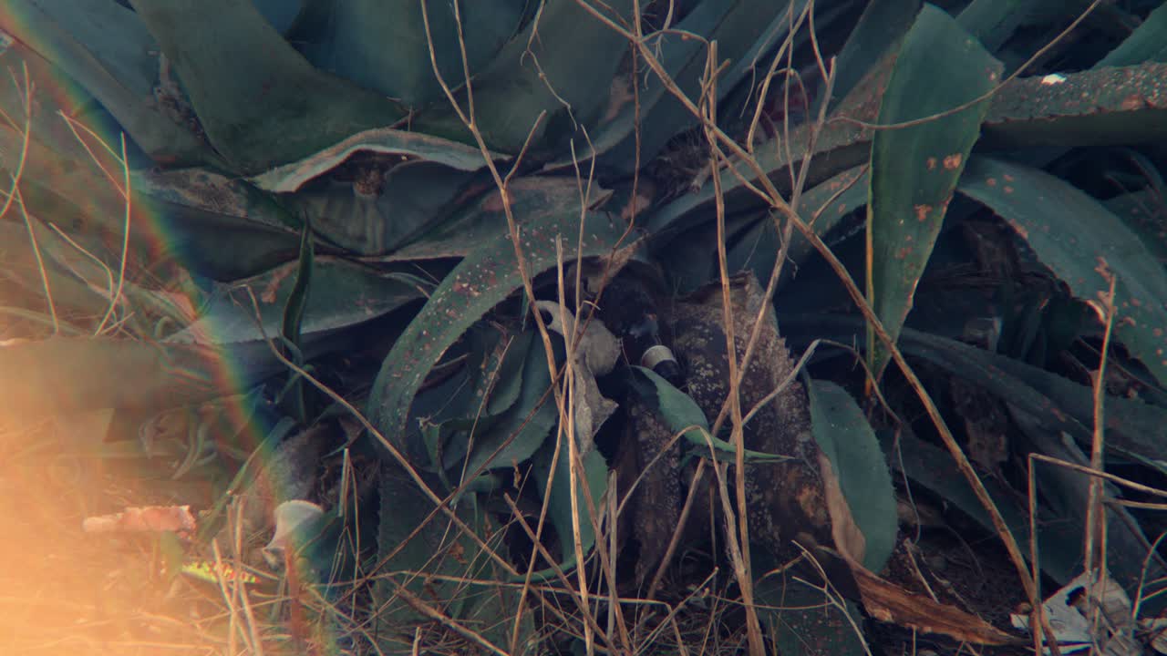 Static shot of some big leaves on the ground.