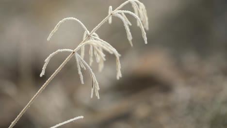 planta de tallo salvaje helada en idaho cubierta de humedad congelada
