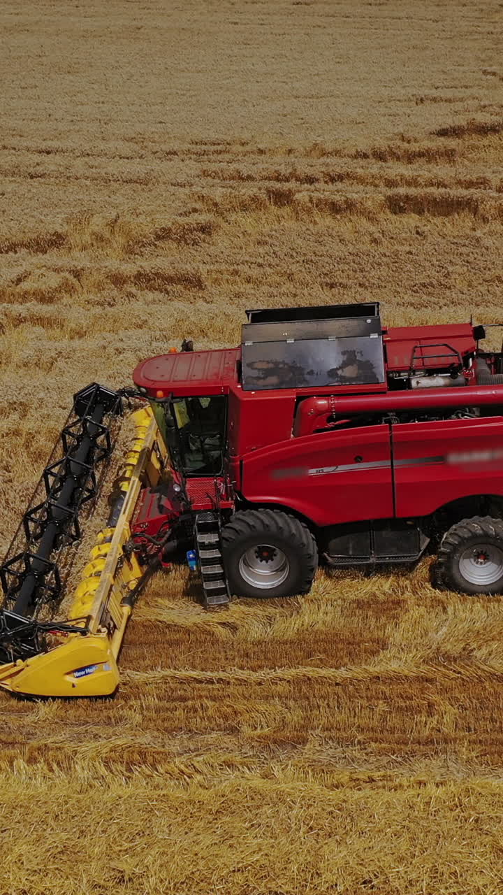 Agricultural process of harvesting in farmland. Red combine harvester working on the golden field in summer. Aerial view. Vertical video