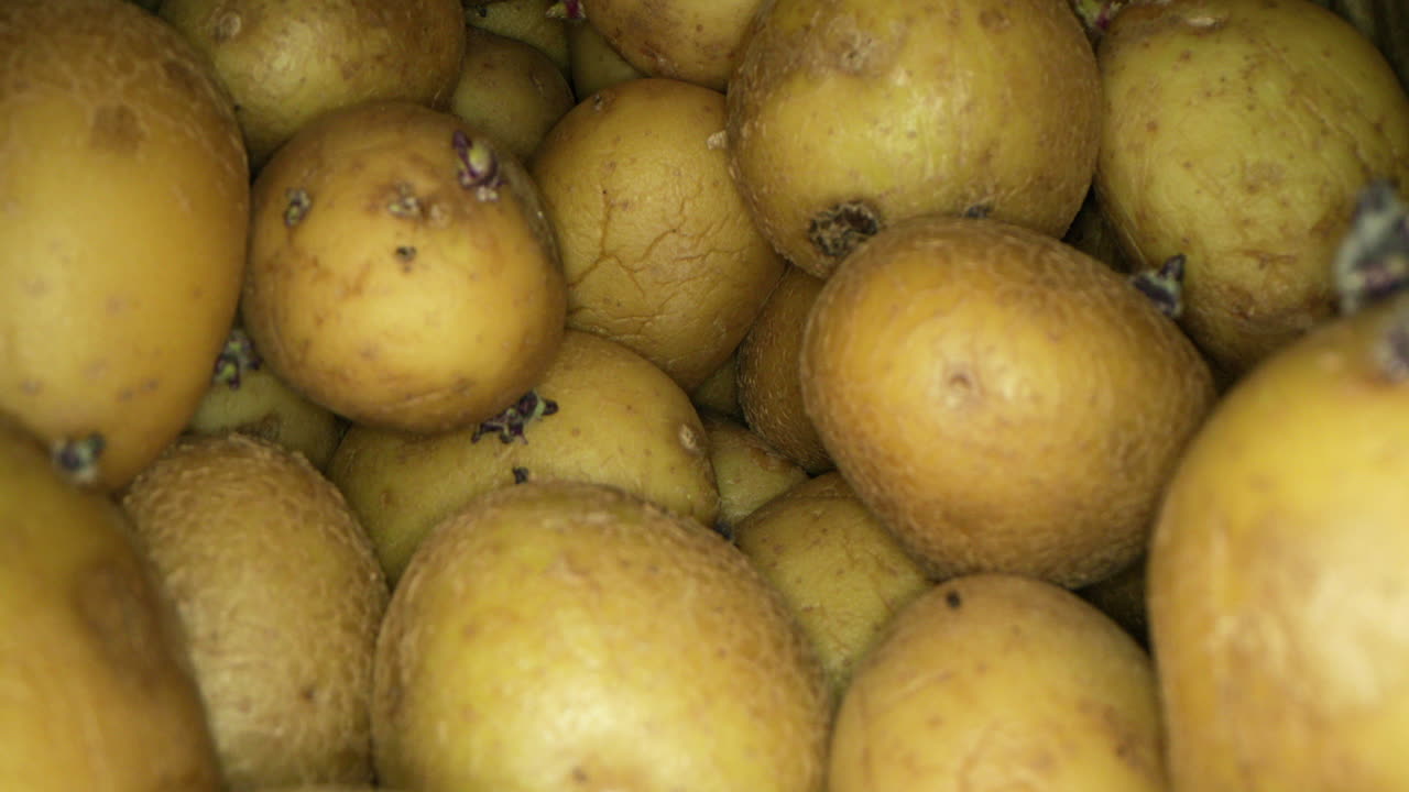 unas patatas doradas recién recogidas en una caja - plano general