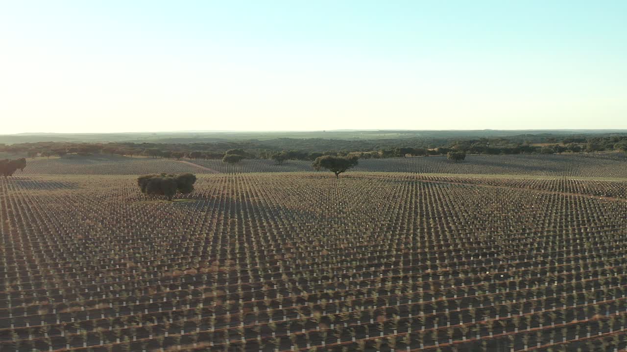 pequeño olivo joven en reguengos de monsaraz, portugal