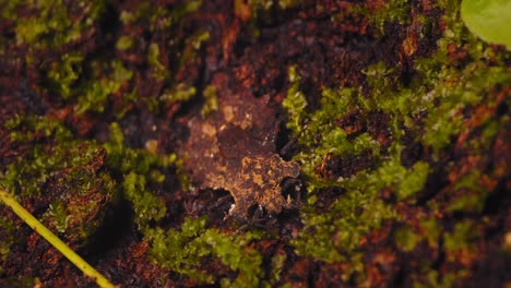 insecto plano de la familia aradidae se mueve lentamente sobre la corteza bien camuflado entre algas y líquenes, hemípteros,