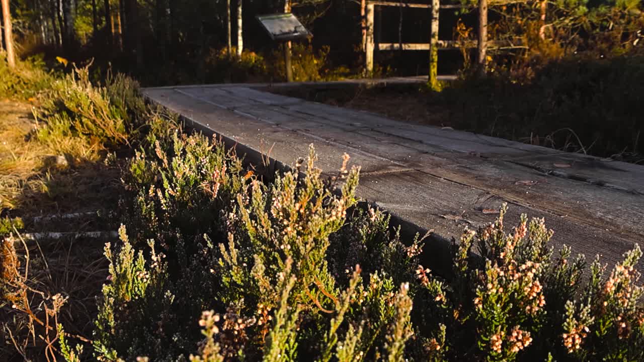 Fantastisk scene af en frostklar og skinnende isdækket brun vandresti i træ i en solrig efterårsmose eller marskland med moseplanter omkring området og træbro i baggrunden