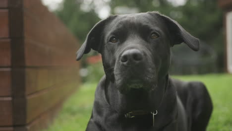 shot of a black labrador dog sitting in the garden in a green grass garden at daytime