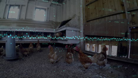 chickens in coop with data processing animation overlaying their movements