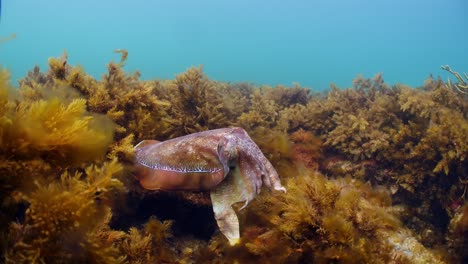 澳大利亞巨型海<unk> (sepia apama) 遷徙 whyalla 南澳大利亞 4k 慢動作,交配,產卵,鬥爭,聚合,水下