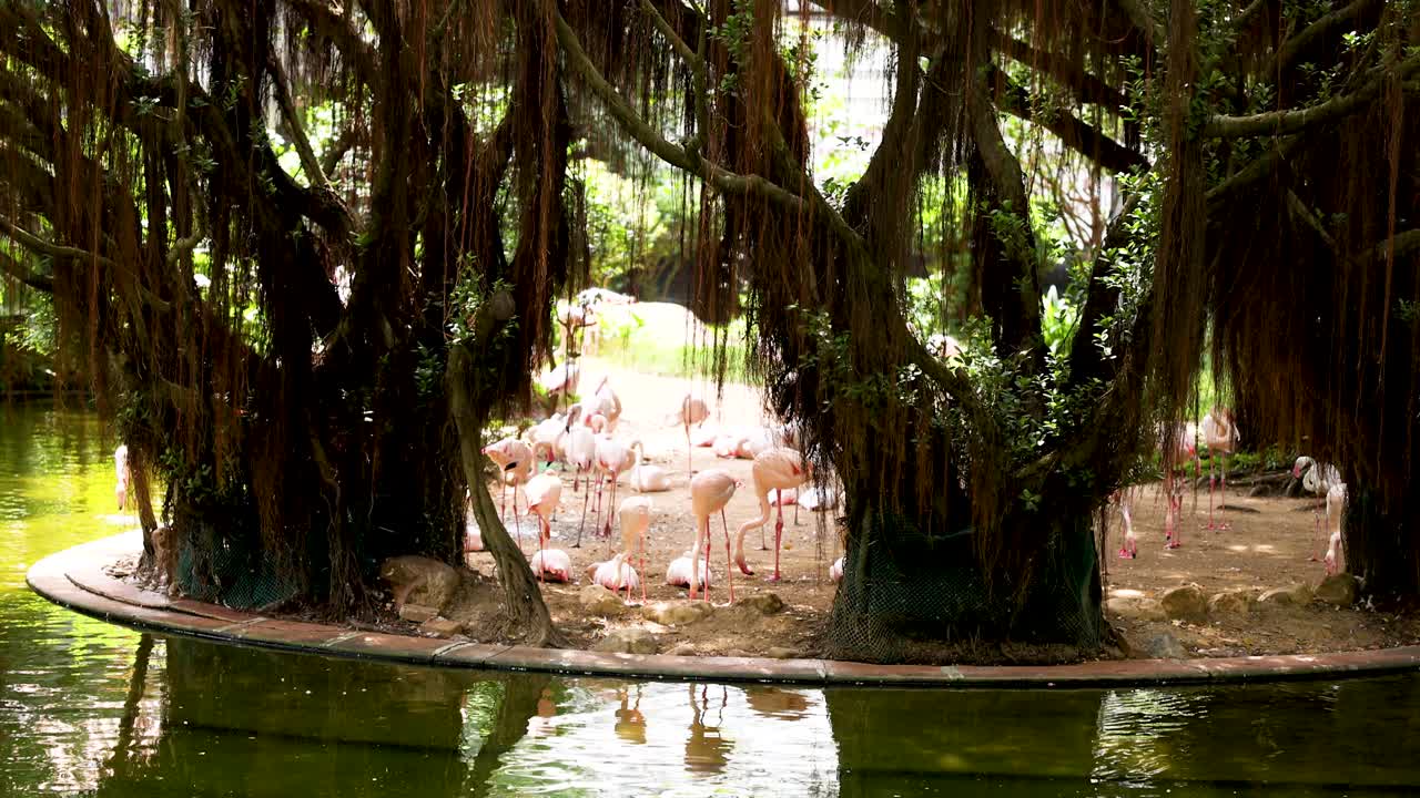 플라밍고 들 이 울창 한 연못 근처 에 모여 있다