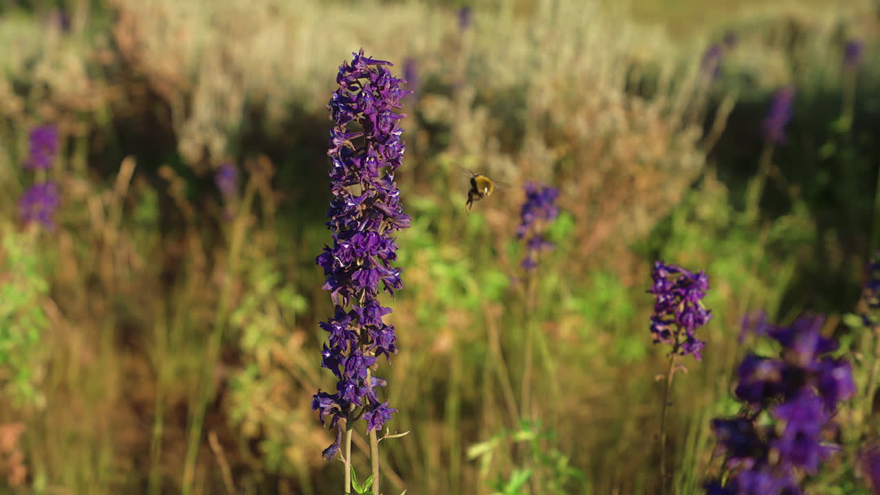 Bee Gathers Nectar From Purple Wildflower - Close Up