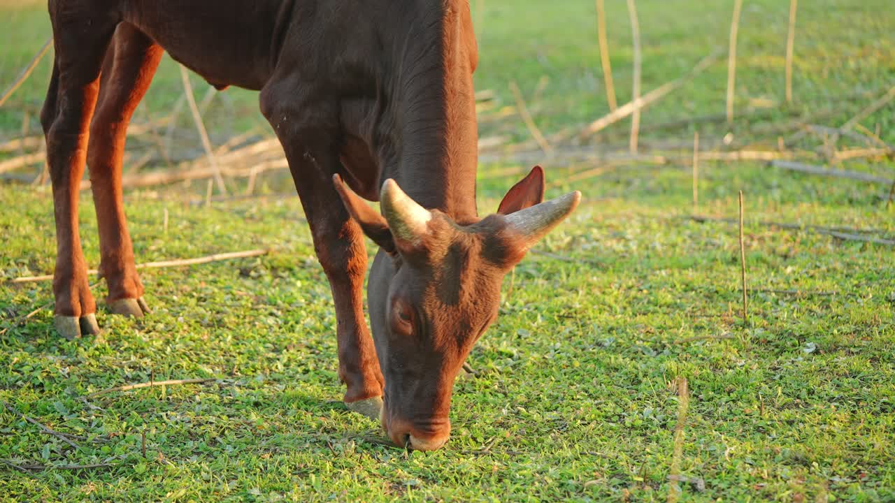 vaca marrón pastando en un campo