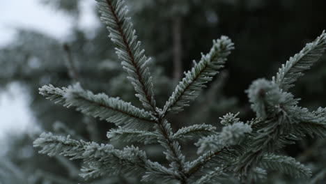 view of coniferous trees covered with fresh icing during a thick fog in the background