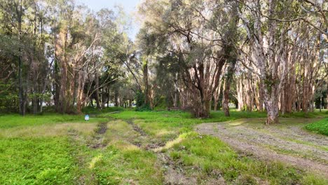 aerial view of a serene park with eucalyptus trees and vibrant greenery, captured in natural daylight