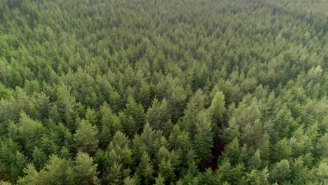 aerial forward moving shot of dense green coniferous forest at daytime