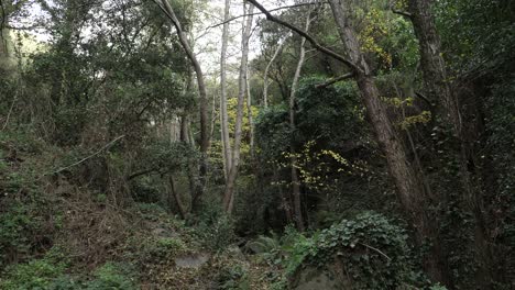 Hojas-Cayendo-De-Los-Arboles