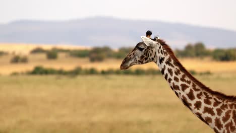 cerca de la cabeza de una jirafa caminando en la naturaleza en masai mara, kenia - cámara lenta