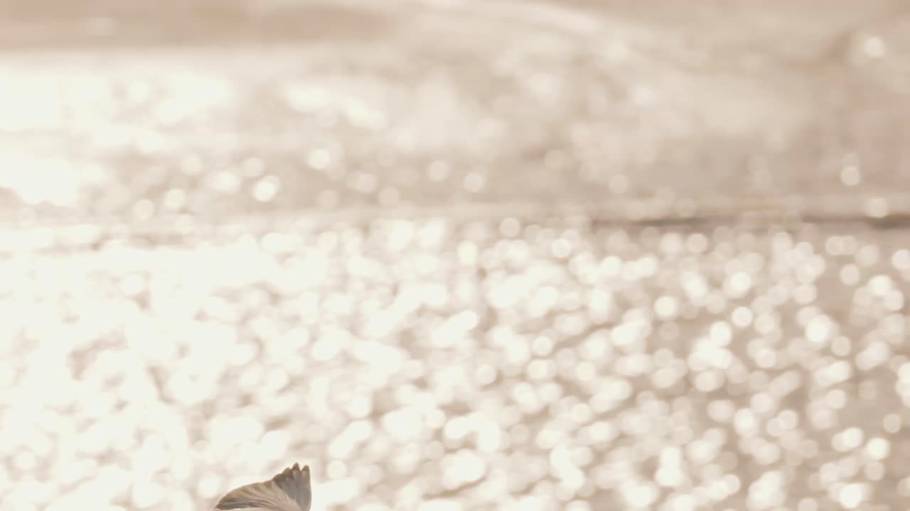 비행 중 일반적인 바다 뮤의 패닝 샷, 빠른 동작