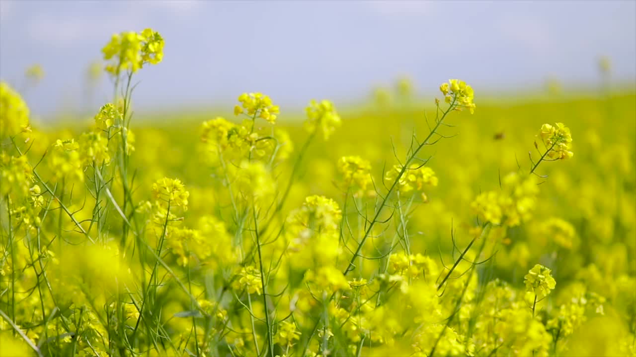 Mustard flowers. Mustard &ndash; mystical flower of happiness and health.