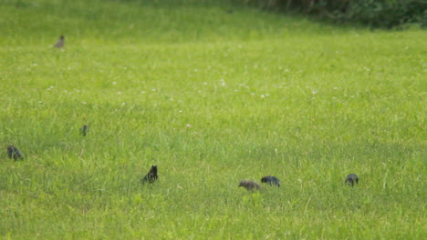 pájaros corriendo por un campo verde