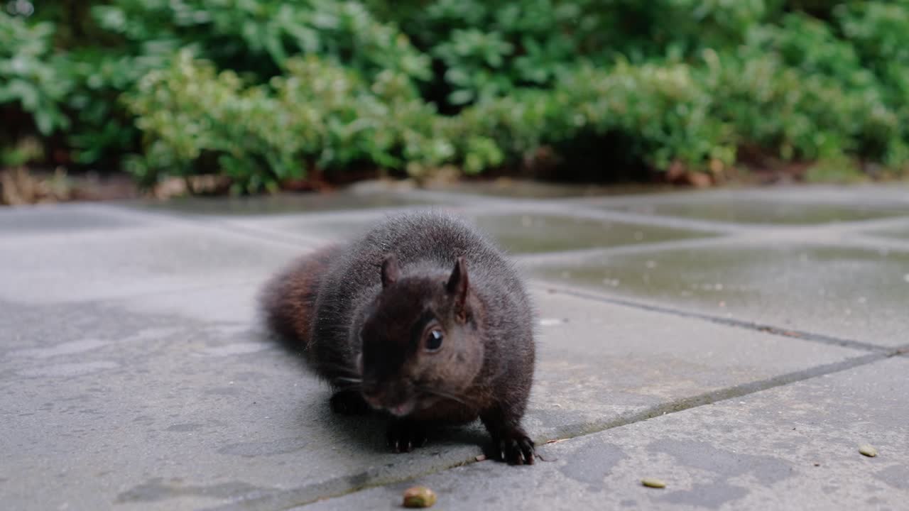 linda ardilla comiendo nueces en el suelo en el patio trasero
