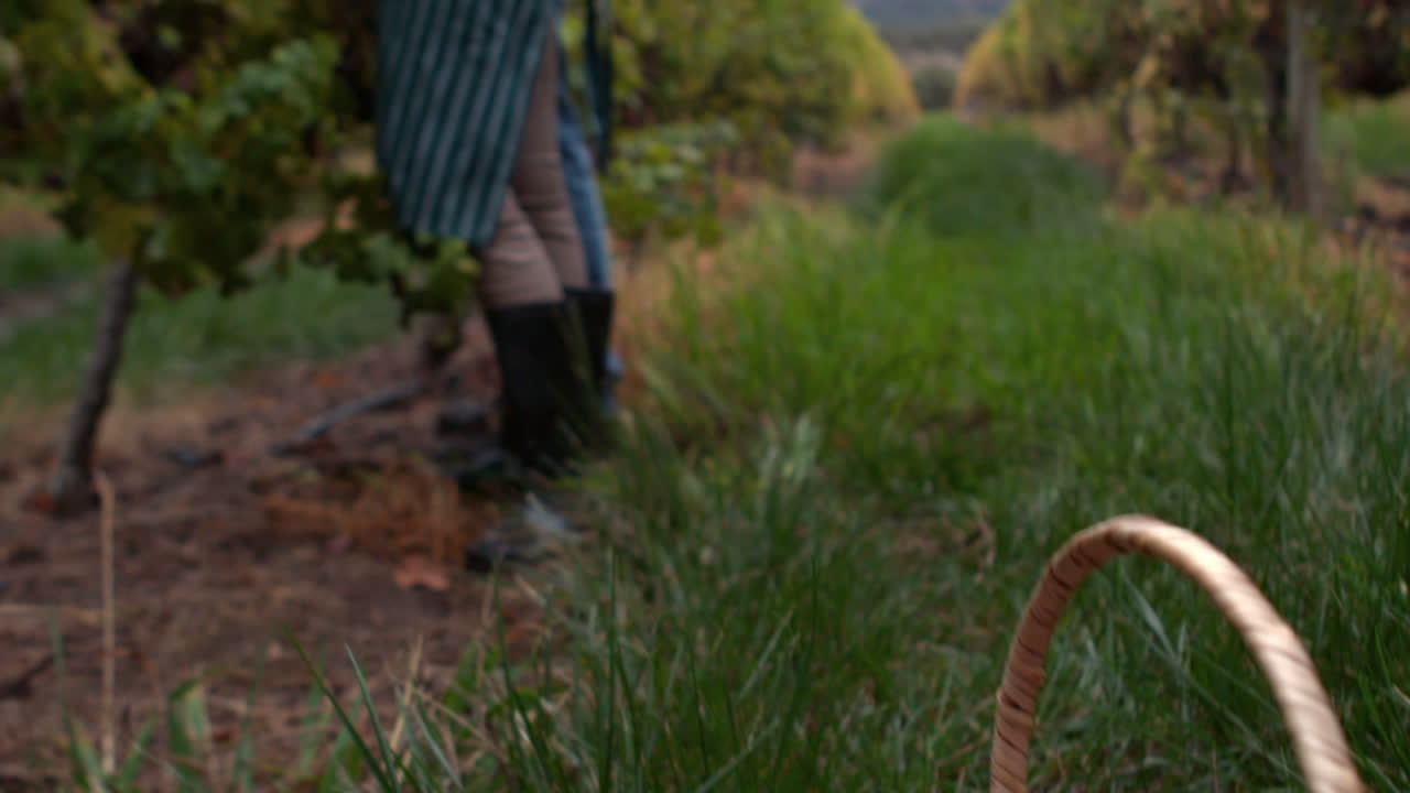 Smiling vintners harvesting red grapes in slow motion