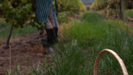 los viticultores sonrientes cosechando uvas rojas en cámara lenta